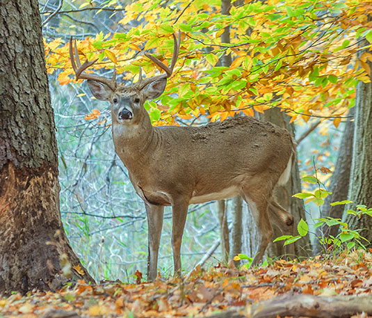 Fisher Deer Processing